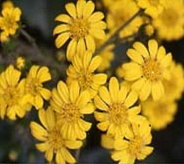 黄色く菊に似た小さい花を房状につけたイソブキの花をアップで撮影した写真