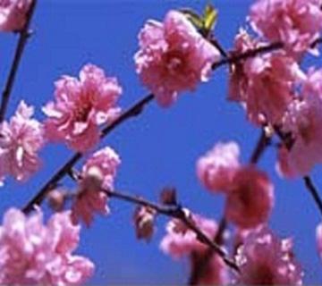 真っ青な空の下にピンク色の花を咲かせた早咲き桜の写真