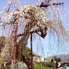 幹から細い枝が垂れるように伸び、花が咲いているシダレザクラの写真