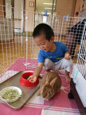 室内で、ケージの中に入り餌を手に持ちウサギと触れ合う男の子の写真