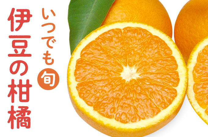 「いつでも旬 伊豆の柑橘」の文字と半分にカットされた柑橘の写真