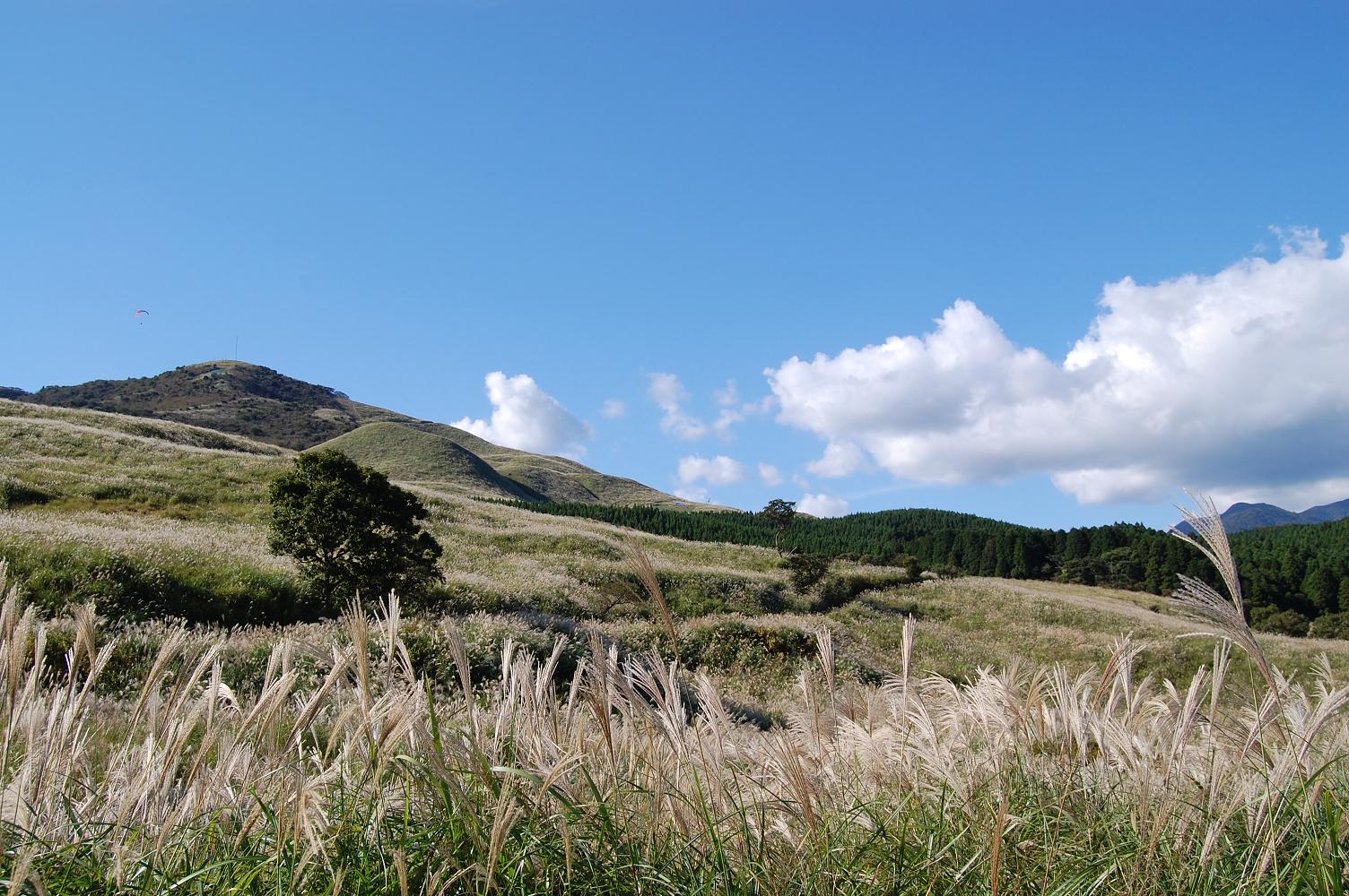すすきが風になびいており奥には山脈と森が見える細野すすき全景の写真