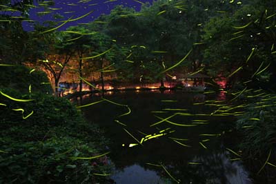 夜の水辺の森林を蛍が発光しながら飛び交っている写真