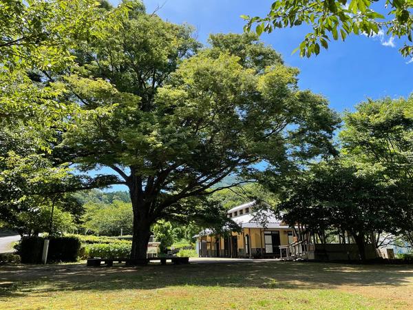 芝生の公園に大きな木々がありその奥にカフェなどがある平屋の建物がある写真