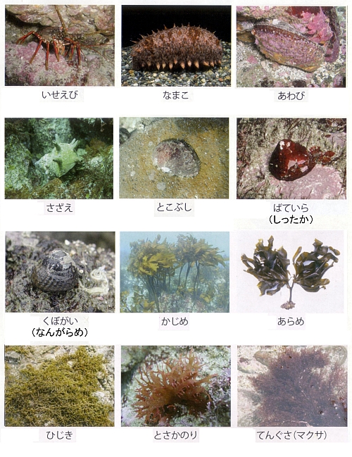 左上から、いせえび、なまこ、あわび、さざえ、とこぶし、ばていら(しったか)、くぼがい、かじめ、あらめ、ひじき、とさかのり、てんぐさ(マクサ)の写真