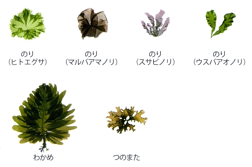 左上から、ヒトエグサ、マルバアマノリ、スサビノリ、ウスバアオノリ、わかめ、つのまたの写真