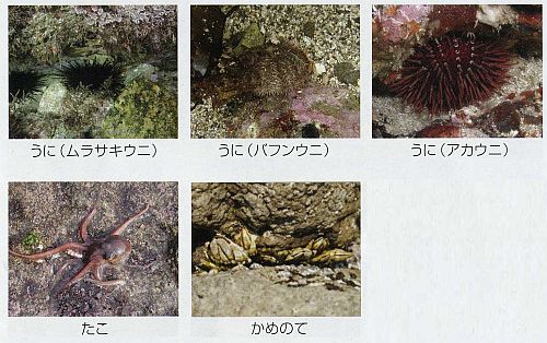 左上から、ムラサキウニ、バフンウニ、アカウニ、たこ、かめのての写真