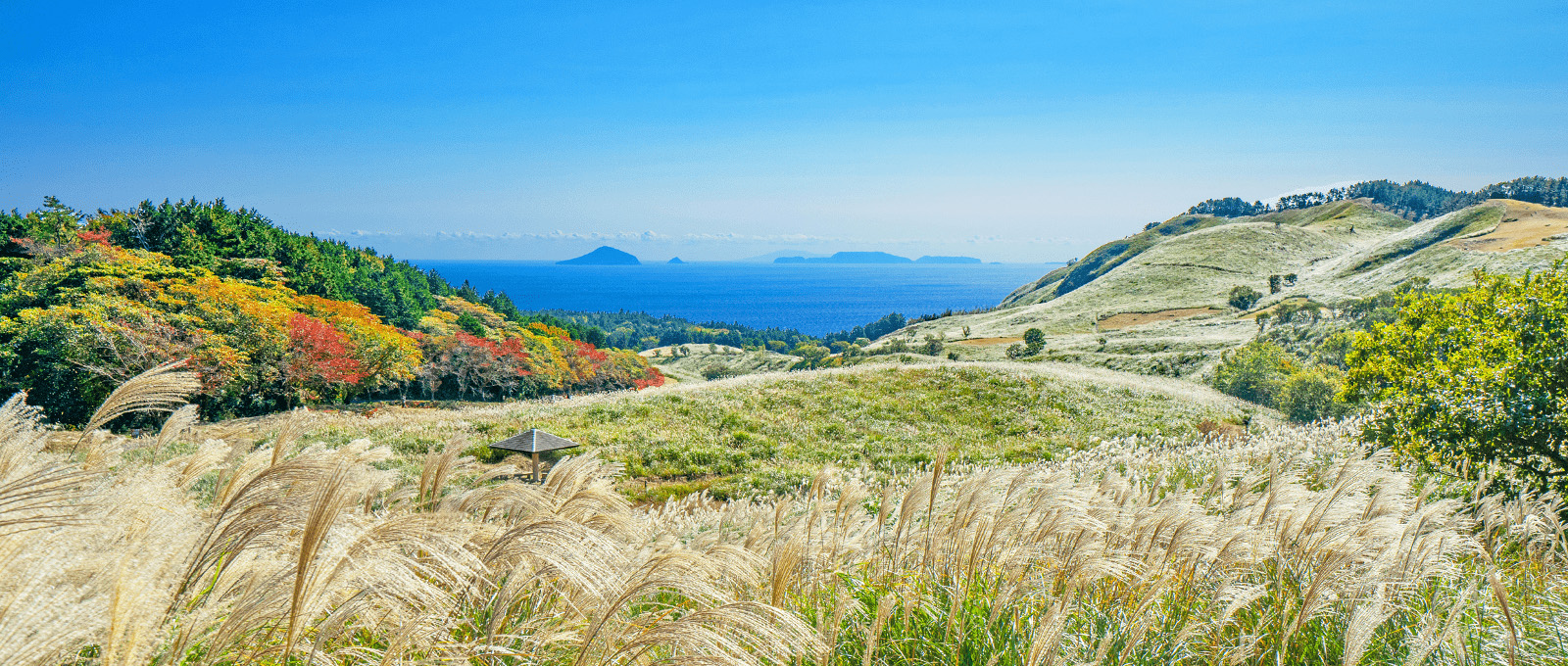 海を背景に伊豆稲取細野高原から見るすすきと紅葉の風景