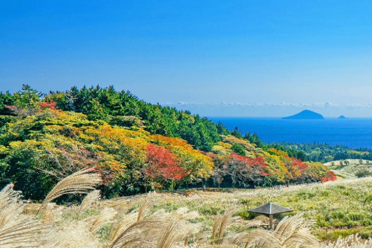 海を背景に伊豆稲取細野高原から見るすすきと紅葉の風景