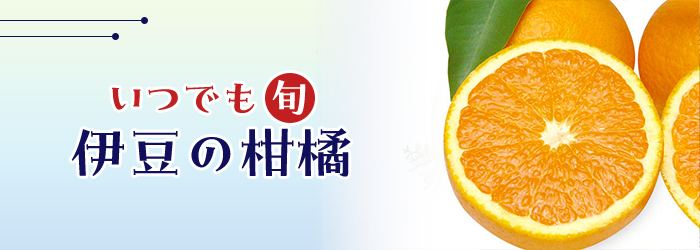 いつでも旬 伊豆の柑橘