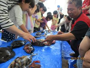 子どもが魚を触っている様子