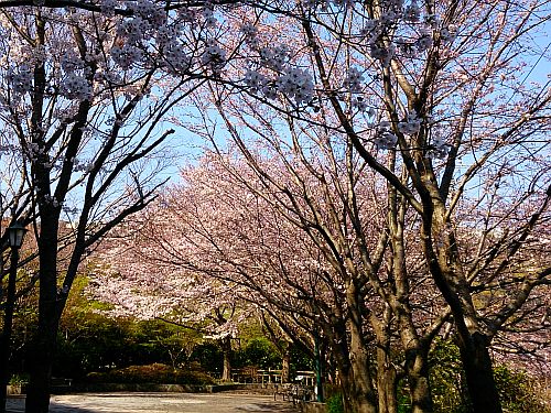 ソメイヨシノが咲き誇る桜並木の写真
